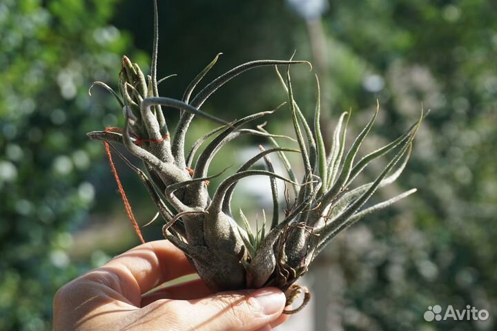 Коллекция атмосфеерных тилландсий