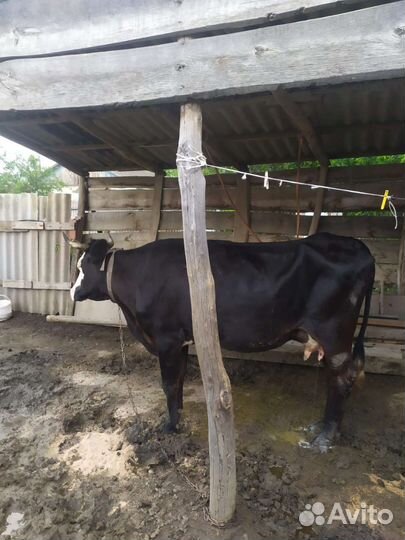 Корова стельная дойная