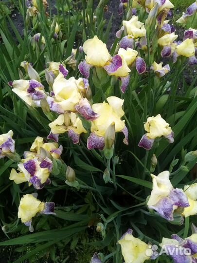 Ирисы карликовые