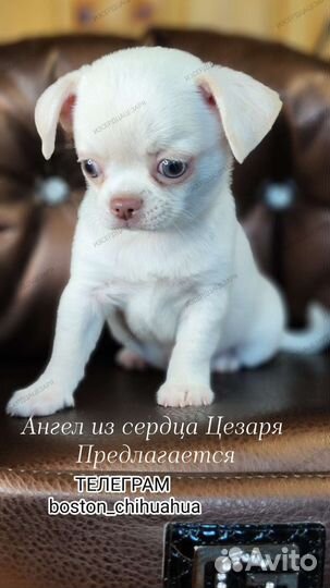 Мальчик чихуахуа кремового окраса