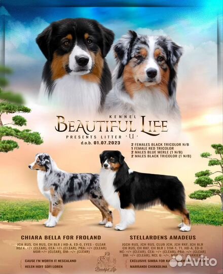 Щенки Австралийской овчарки