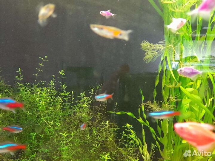 Аквариумные рыбки и растения,хелены,теодоксусы