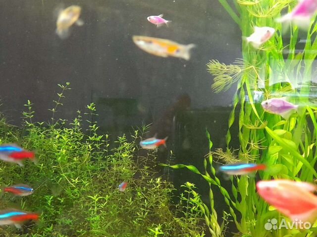 Аквариумные рыбки и растения,хелены,теодоксусы