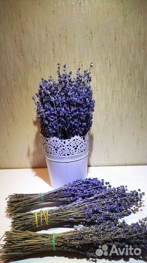 Лаванда сухоцвет