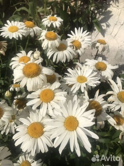 Букет ромашек