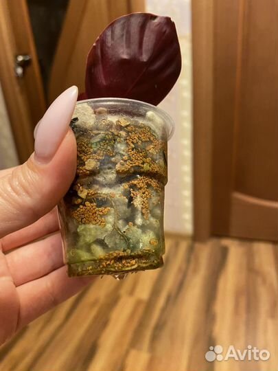 Калатея розеопикта бронь