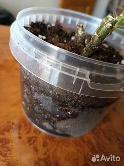 Герань розовая