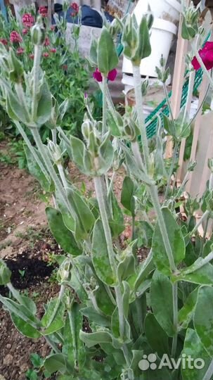 Лихнис корончатый