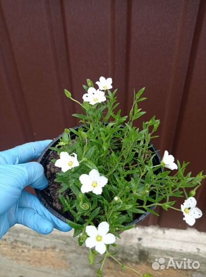 Многолетние садовые растения (цветы)