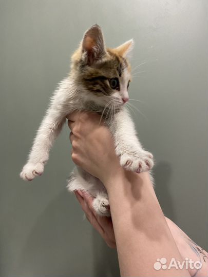 Котенок девочка бесплатно