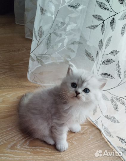 Шотландская