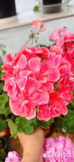 Сортовая пеларгония PG ZA Torkel