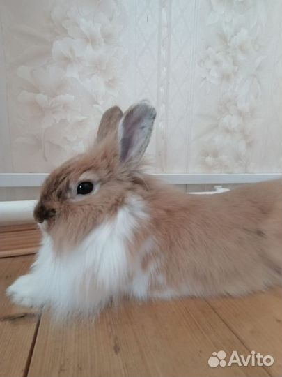 Карликовый кролик рыжий