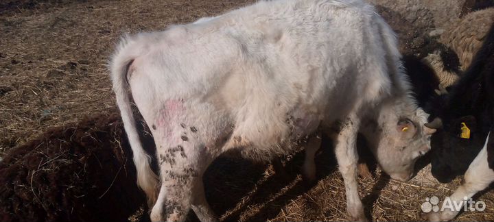 Телёнок взрослый