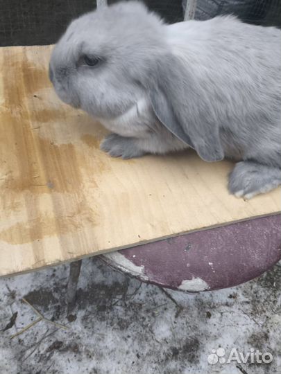 Кролики породы французский баран