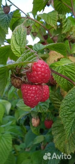 Смородина, малина, черноплодная рябина ягоды