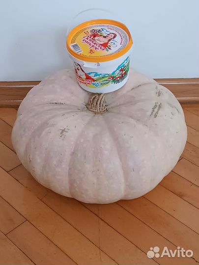 Отборные семена тыквы