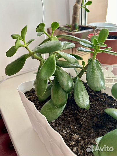 Денежное дерево/ толстянка