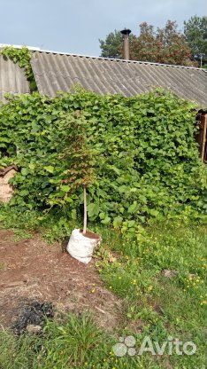 Саженцы винограда