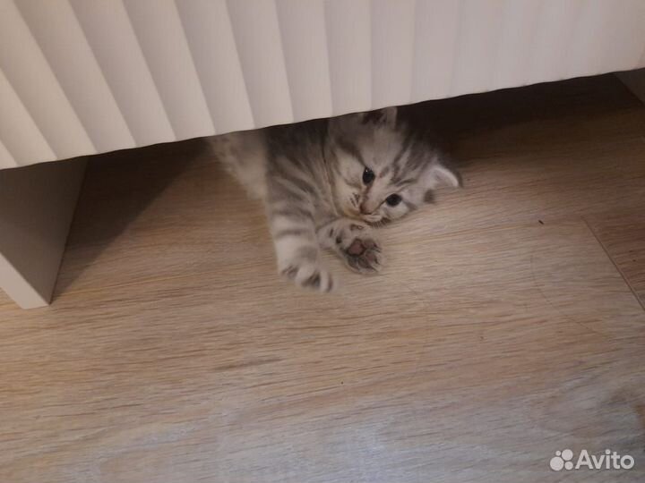 Котята из рекламы
