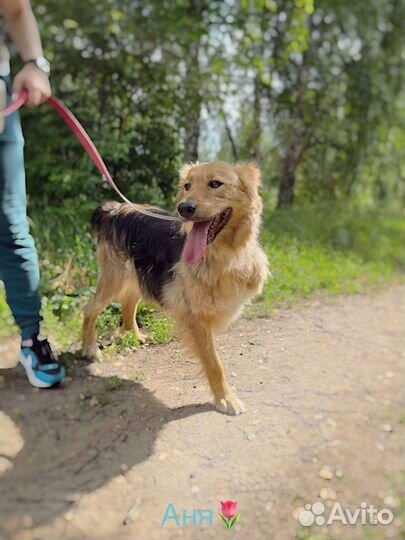 Шикарная Собака Мотя