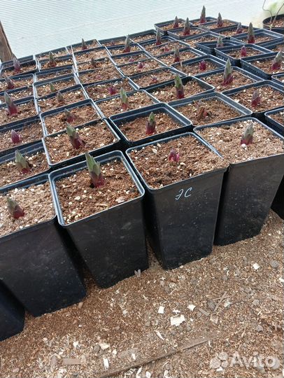 Лилии махровые