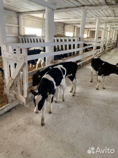 Телята бычки холмогоры и голштины