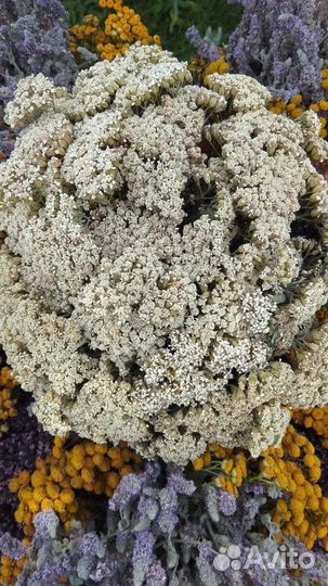 Тысячелистник