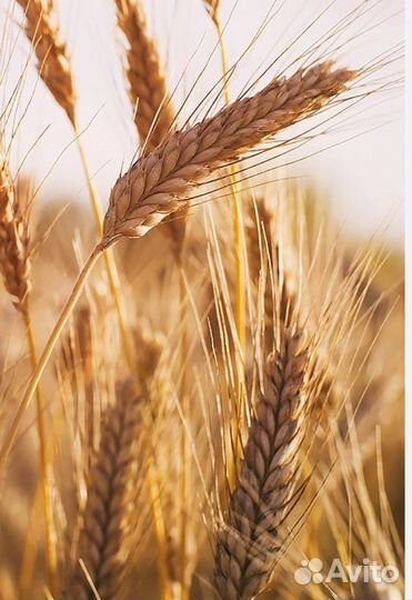 Ячмень, пшеница