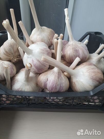 Чеснок зимний