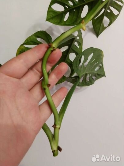 Монстера Адансони