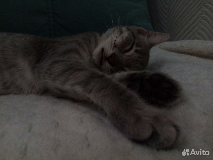 Котёнок 3,5 месяца