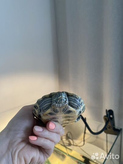 Красноухая черепаха с аквариумом