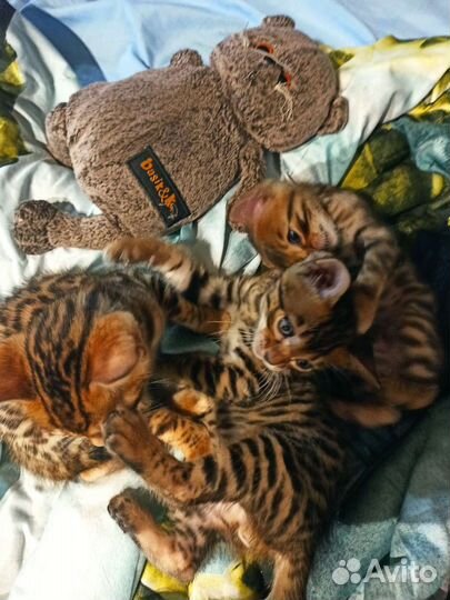 Бенгальские котята
