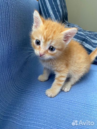 Рыжий котенок мальчик