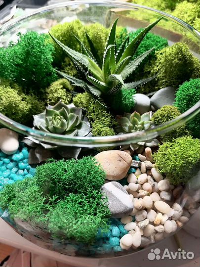 Флорариум суккуленты
