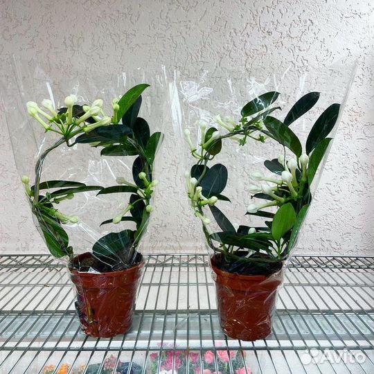 Стефанотис Флорибунда Жасмин (ароматный)