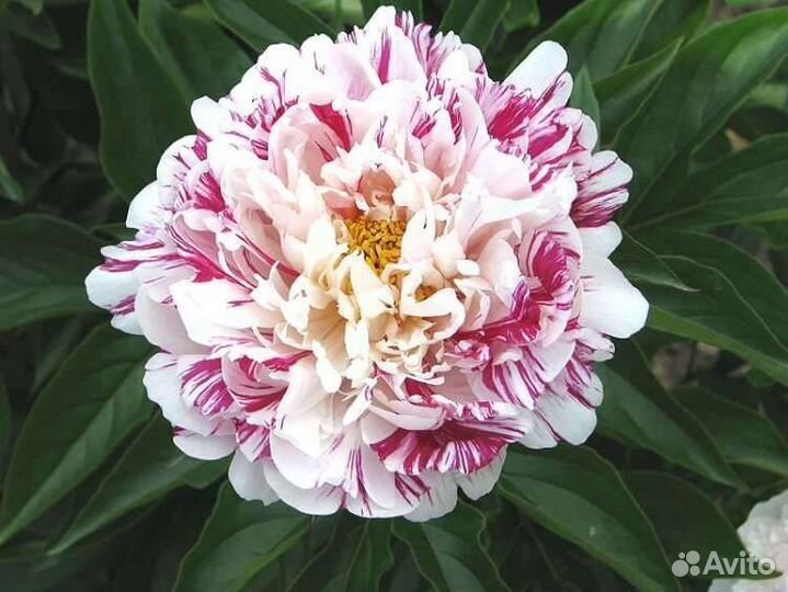 Пионы саженцы