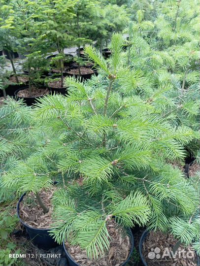 Кедр, лиственница, туя, пихта