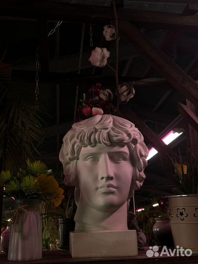 Прогулки, фотосессии, мастер-классы в оранжерее