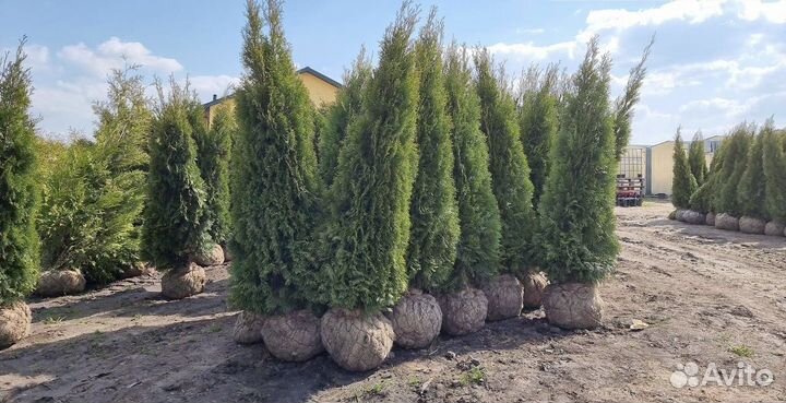 Туя Смарагд