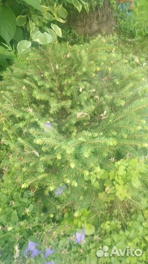 Саженцы хвойных растений