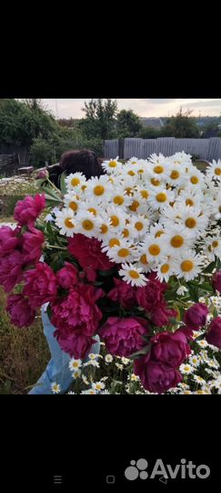 Корни ромашки