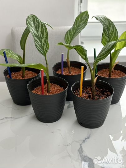 Аглаонема страйпс