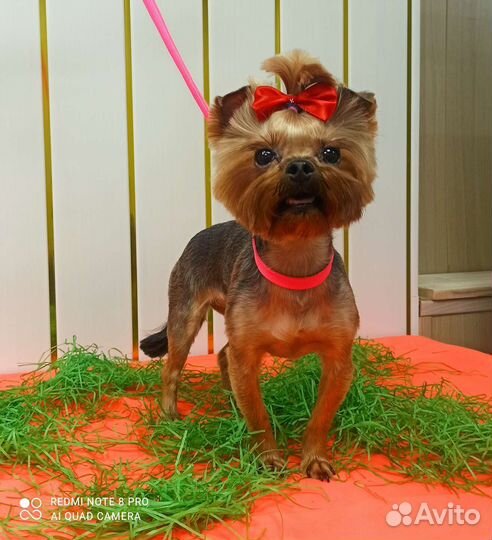 Стрижка собак и кошек м. Медведково