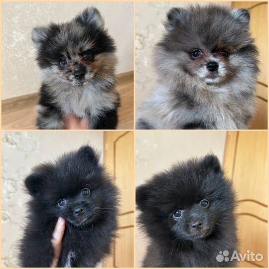 Щенки шпица мерле