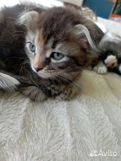 Кошка в дар