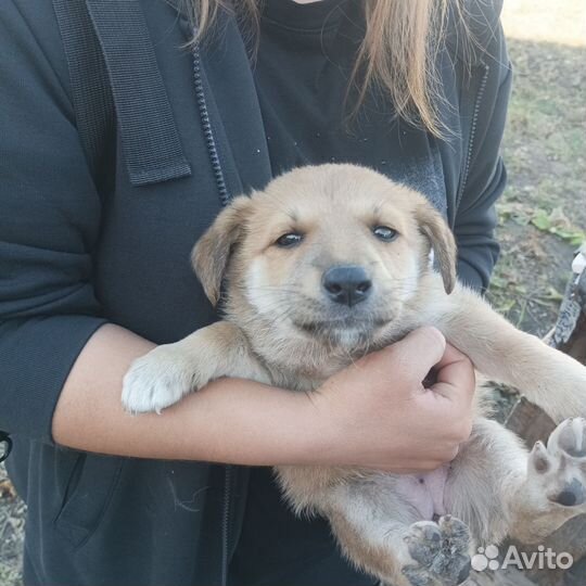 Отдам бесплатно щеночка