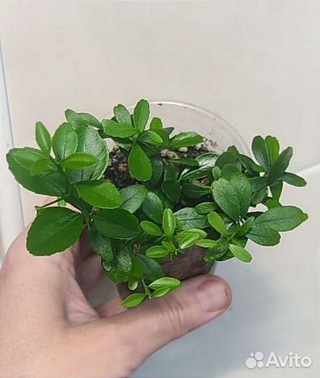 Микроцитрус (пальчиковый лайм)