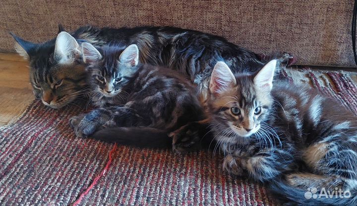 Котята Мейн-кун